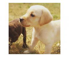 Cute Labrador puppies available in Indore