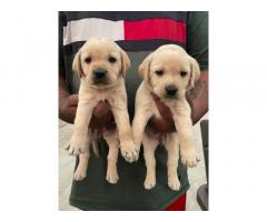 Labrador Puppies Available in Moga Punjab