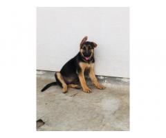 German Shepherd available in Chakan Pune for Sale