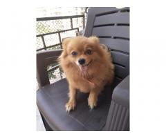 Pom Puppies Available for Sale in Mumbai