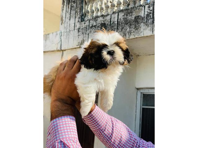 Shih Tzu Puppy Available in Ambala for sale