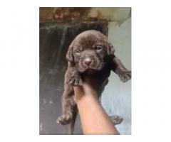 Top quality chocolate color lab puppies for sale in thrissur