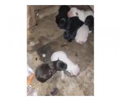 Labrador male female available for Sale