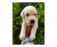 Labrador Male And Female Puppies Are Available In Lucknow