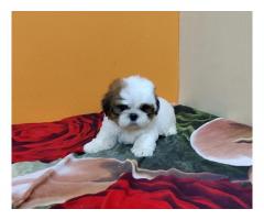 Shihtzu Puppies Price Available for Sale Pune