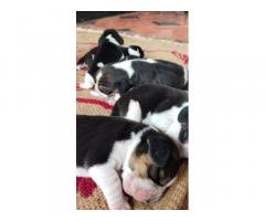 Beagle Puppies Available for Sale Coimbatore