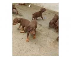 Top quality Doberman puppy's are available Salem and dharmapuri