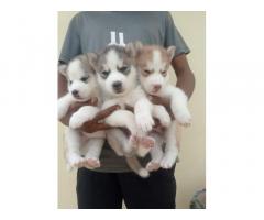 Husky Puppies Available for Sale Bangalore