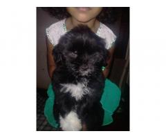 Lhasa apso male puppy for sale