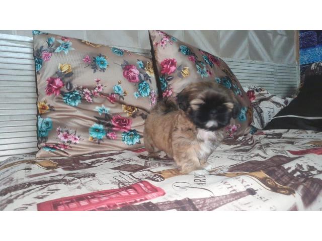 Lhasa apso male and female's Little paws were waiting for you....8810523600 - 1/1