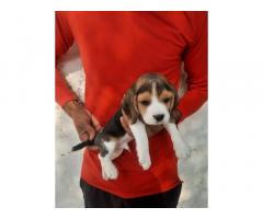 Beagle Puppies ava.for sale 8810523600