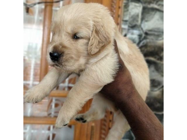 Golden Retriever Puppies Available for Sale Hyderabad - 1/2