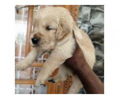 Golden Retriever Puppies Available for Sale Hyderabad - 1