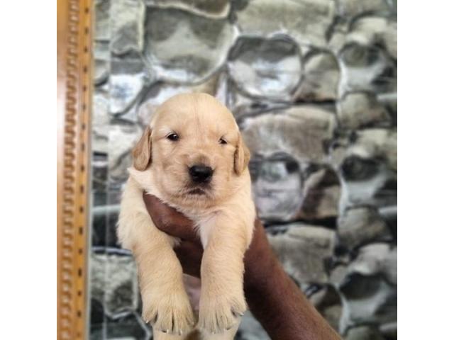 Golden Retriever Puppies Available for Sale Hyderabad - 2/2