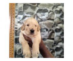 Golden Retriever Puppies Available for Sale Hyderabad - 2