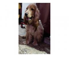 6 months male cocker spaniel puppy available for sale in mumbai