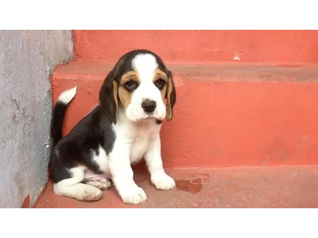 Tri colour beagle puppies - 1/2