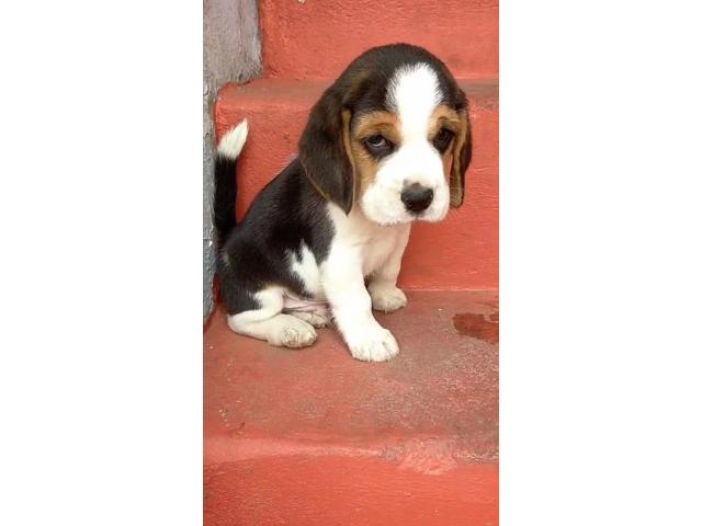 Tri colour beagle puppies - 2/2