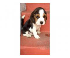 Tri colour beagle puppies - 2