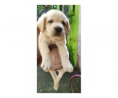Labrador puppy available for sale Porur Chennai