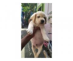 Labrador puppy available for sale Porur Chennai