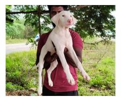 Rajapalayam female Puppy available for sale