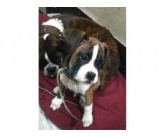 Boxer Puppy for sale