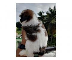 Top Quality Shihtzu puppies available for sale Coimbatore