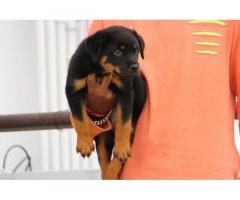 Top Show Quality Rottweiler Male Puppy Available in Bangalore