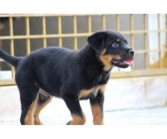 Top Show Quality Rottweiler Male Puppy Available in Bangalore