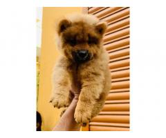 Chow Chow boy and girl for sale