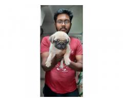 Pug Female Puppy available for Sale Erode