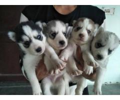 Top Quality Husky Puppies Available for Sale Sonipat