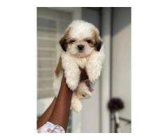 Super heavy quality Shihtzu male puppy Available with kci