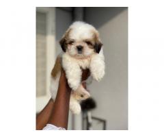 Super heavy quality Shihtzu male puppy Available with kci