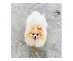 Toy Pom female Available