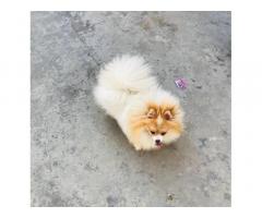 Toy Pom female Available
