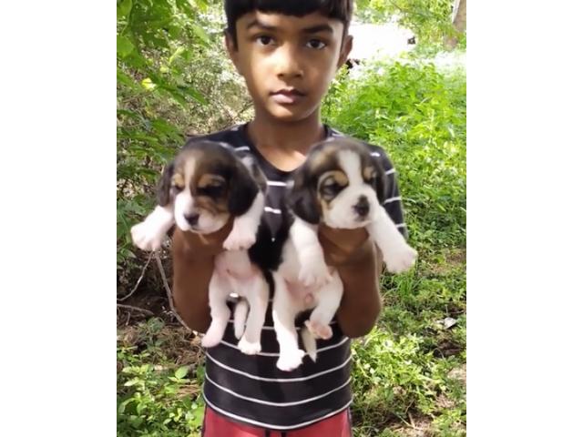 Beagle Male and Female puppies 3 pairs Available