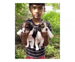 Beagle Male and Female puppies 3 pairs Available