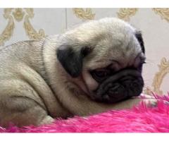 Pug Puppies Available for Sale near Ludhiana