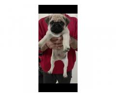 Male pug for sale