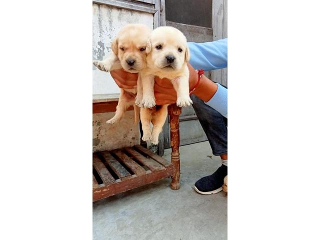 Lab male female Full Top quality available - 1/2