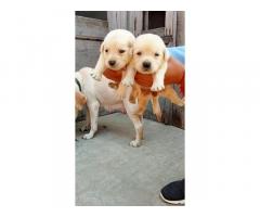 Lab male female Full Top quality available