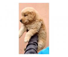Top quality Golden retriever Puppy available Delhi