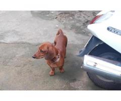 Dachshund 11 month Old Puppy for Sale Coimbatore