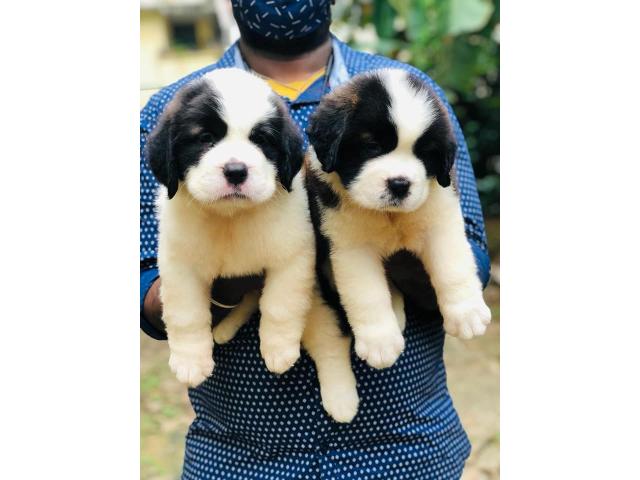 Saint Barnard male and female puppies looking for loving home - 1/2