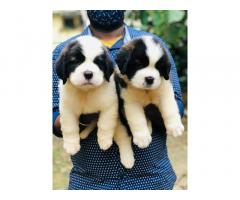 Saint Barnard male and female puppies looking for loving home