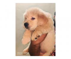 Golden retriever puppies available in Pune
