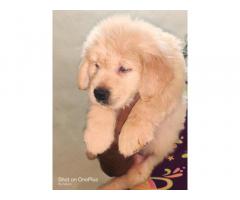 Golden retriever puppies available in Pune
