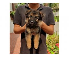 Top Quality German Shepard male puppy available